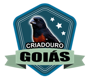 PRESENTE DO MEU AMIGO FLAVIO PADIOLA BENTA 091  | Criadouro Goiás - Curió Praia Clássico - Joviânia/GO